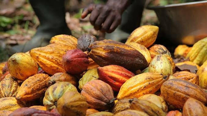 Ituri : 36 tonnes de cacao exportés par Mahagi après un long moment de trêve