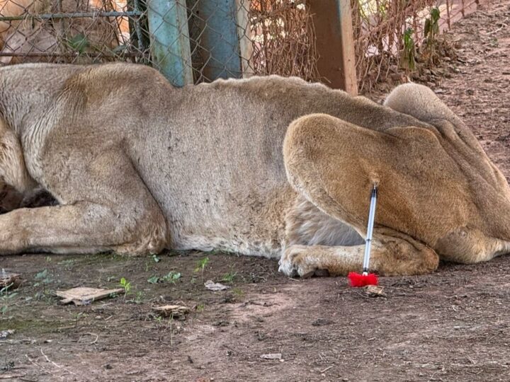 Lubumbashi : Les lions maîtrisés sans effusion de sang grâce à l’expertise locale