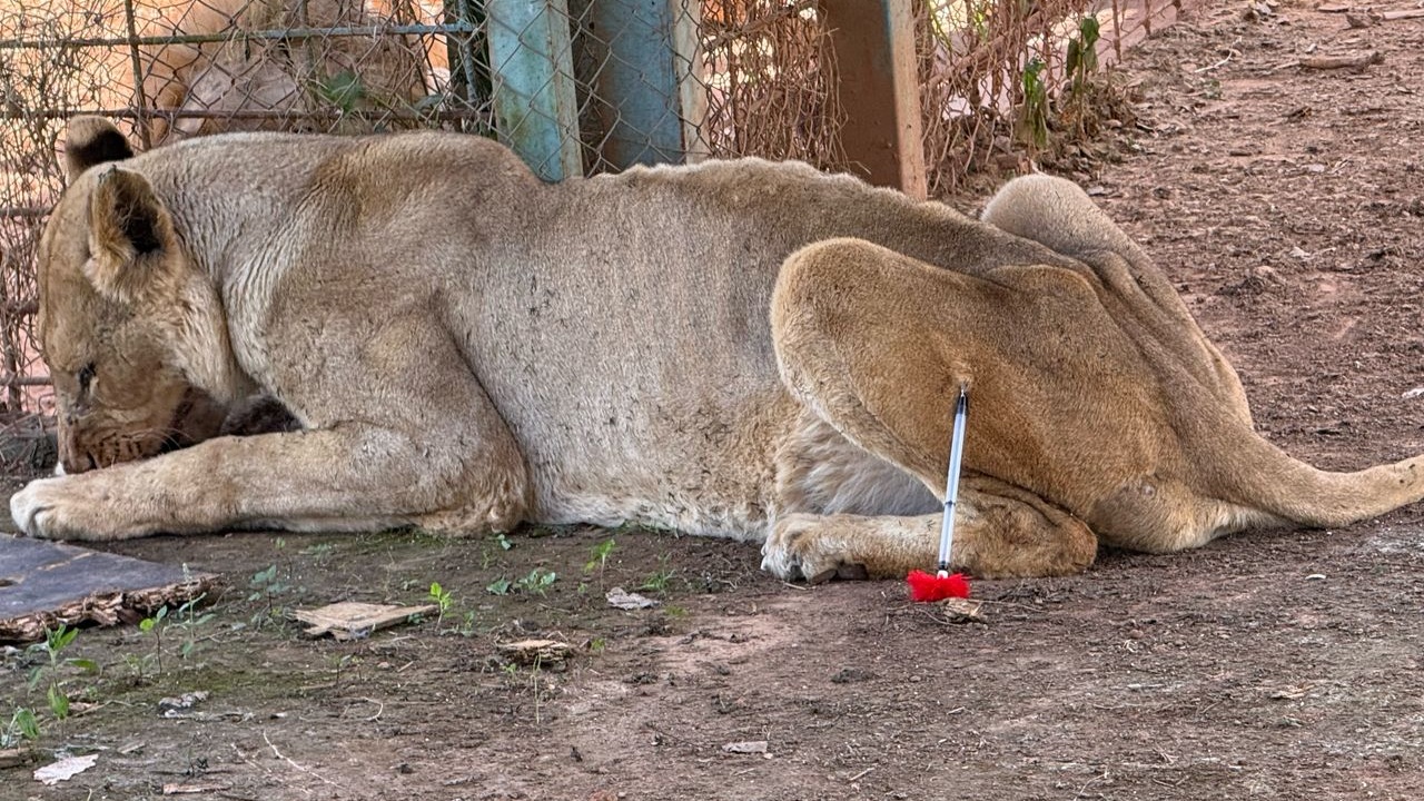Lubumbashi : Les lions maîtrisés sans effusion de sang grâce à l’expertise locale