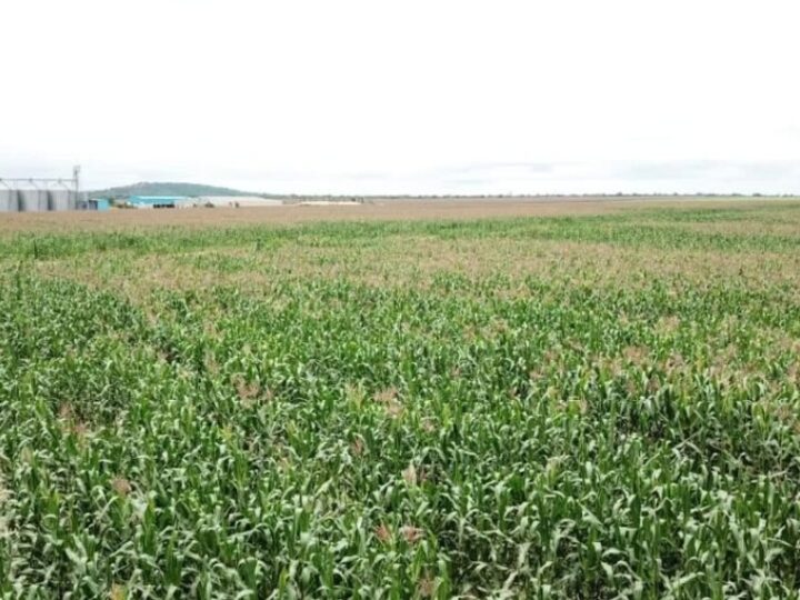 Haut-Katanga : Un budget ambitieux, mais l’agriculture toujours en difficulté