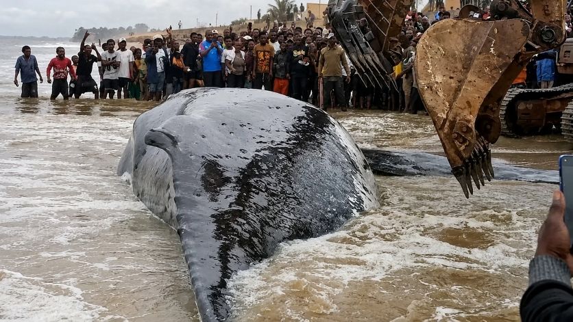 Une baleine meurt après son échouage au Kongo-Central : La RDC est-elle à la hauteur de la conservation de la faune marine ?