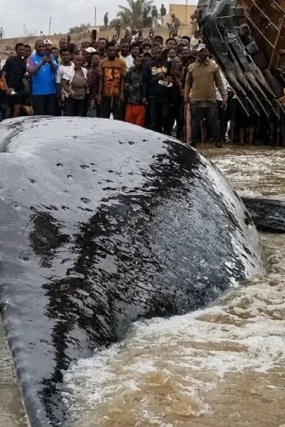Une baleine meurt après son échouage au Kongo-Central : La RDC est-elle à la hauteur de la conservation de la faune marine ?